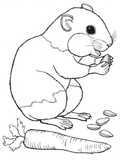 Free Printable Hamster Coloring Pages For Kids