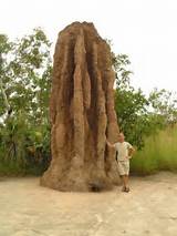 Photos of West Coast Termite