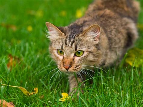 Cat deterrents: how to keep cats out of your garden - Saga
