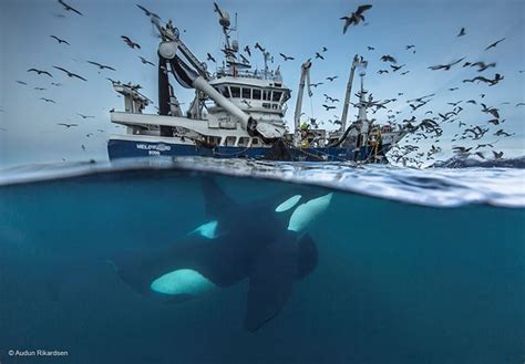 Take A Peek At Some Of The Contenders For Wildlife Photographer Of The