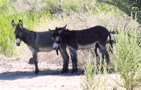 Wild Donkeys In The Desert By Swordofscotland On Deviantart