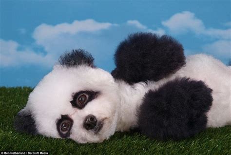 Adorable Dog Painted Like A Panda Dogs Pinterest