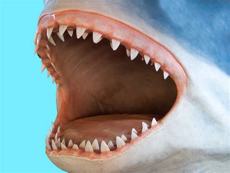 Meet The Megalodon The Biggest Shark That Ever Lived Deep Sea World