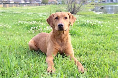 Red Fox Lab An Ultimate Guide To Fox Red Labradors