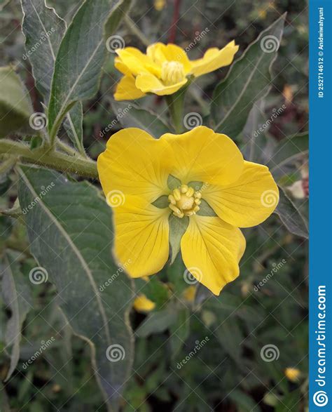 Close Up Yellow Flower Of Ludwigia Peruviana In The Garden Stock Photo