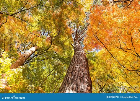 Maple Tree In Autumn Stock Image Image Of Autumn Leaves 82520727
