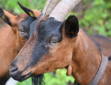 Free Photo Horns Goat Billy Goat Livestock Goat Head Animal Max Pixel