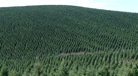 Trees are the most important gift of nature. Seasons Greening: How Christmas Tree Farmers Are Cutting ...