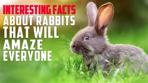 Interesting Facts About Rabbits That Will Amaze Everyone Science