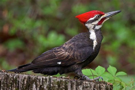 El Pájaro Carpintero El Carpintero De La Naturaleza