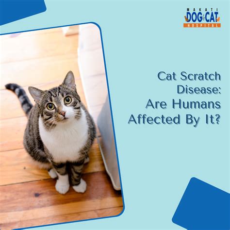 Cat Scratch Disease Are Humans Affected By It Makati Dog And Cat