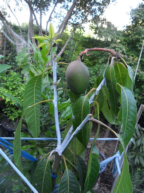 Dwarf Mango Palmer Tree Manera Indica