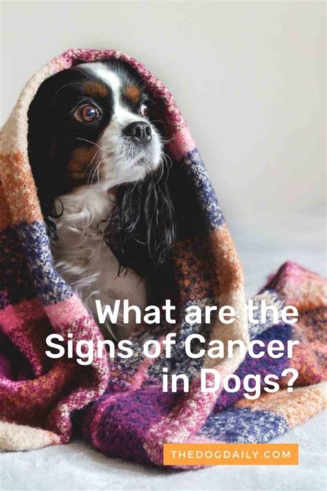 The Best Guide To Canine Cancer For Your Dog
