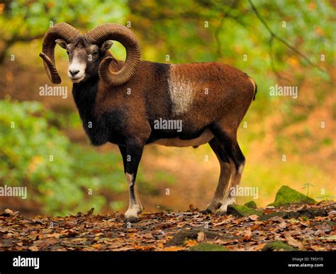 Mouflon Ovis Musimon Ovis Gmelini Musimon Ovis Orientalis Musimon