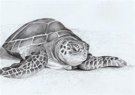 Dibujos de Tortugas hechos a Lápiz Listos para Imprimir