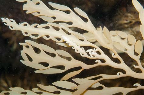 Port Phillip Bay Taxonomy Toolkit Ocean Creatures Nature Inspiration