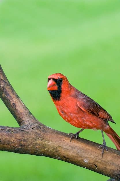 Premium Photo Male Red Northern Cardinal Bird In A Tree Branch With