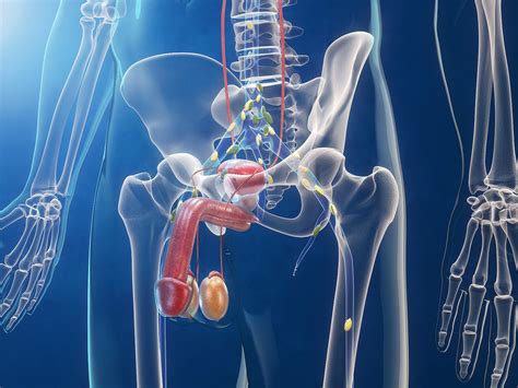Mechanism Triggering Spread Of Prostate Cancer To Bones Found