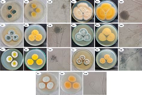 The Traditional Identification Of The Isolated Fungal Strains Growing