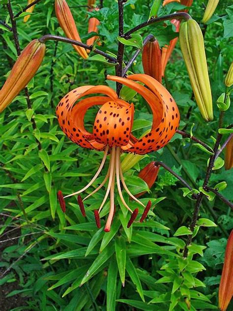 How To Grow Tiger Lilies A Cottage Garden Favorite Dengarden