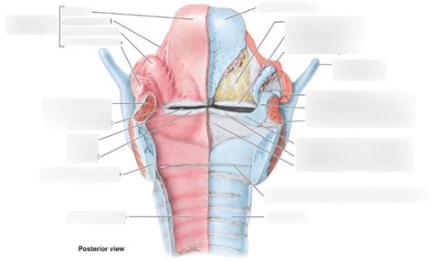 Posterior Extrinsic Larynx Diagram Quizlet