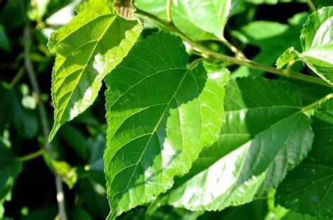 Mulberry Leaf Extract Could Reduce The Risk Of Type 2 Diabetes Econotimes