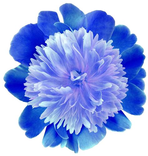 Flower Blue Peony Isolated On A White Background No Shadows With