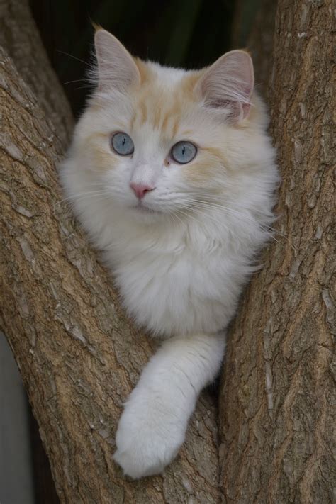 Flame Bicolor Cute Cats And Kittens Cats Meow Kittens Cutest Ragdoll