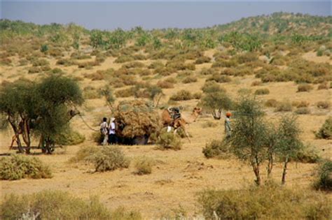 1 night desert camp accommodation (including breakfast, lunch and dinner). Barna Village desert Trekking on last day