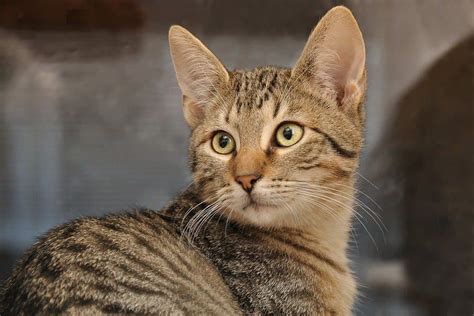Everything You Want To Know About Tabby Cats