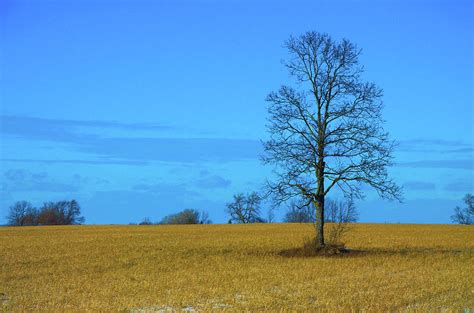 Lone Tree In Field Photograph By Timothy Ruf Fine Art America