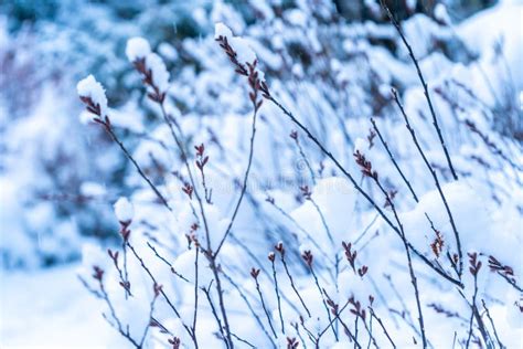 Tall Grass Covered In Snowfall After A Snowstorm In Vancouver Delta Bc