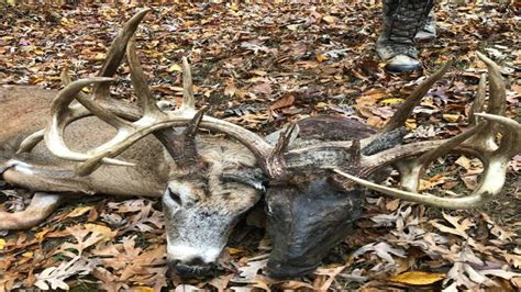 “two Headed” Deer Killed In Kentucky