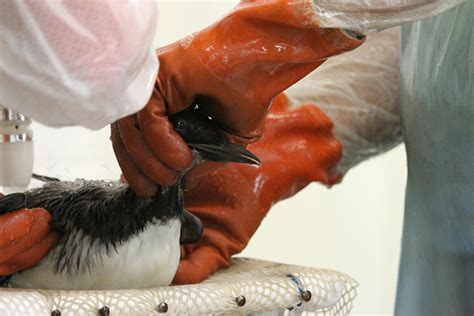 International Bird Rescue Every Bird Matters Blog Archive Oiled