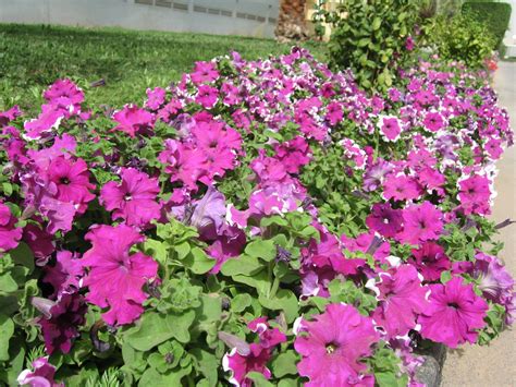 Check spelling or type a new query. Petunia flowers | Petunias are member of Solanaceae family ...