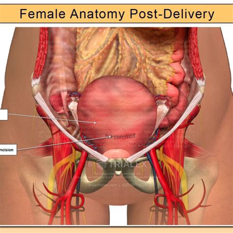 Anatomy Of The Vulva And The Female Sexual Response Obstetrics And