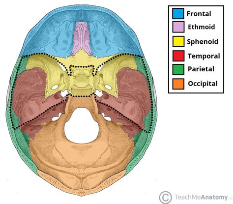 The Cranial Fossae Teachmeanatomy