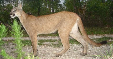 This Big Cat Once Widespread Throughout The Eastern Us Has Been Declared Extinct The