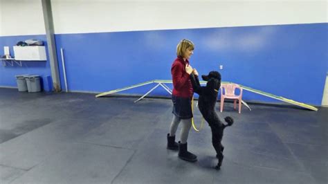 Dog Training Madison Wi Puppy Training Classes Youtube