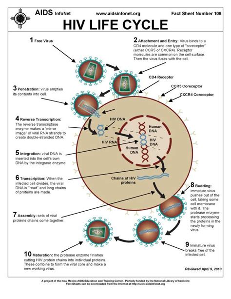 Hiv Life Cycle The Aids Infonet