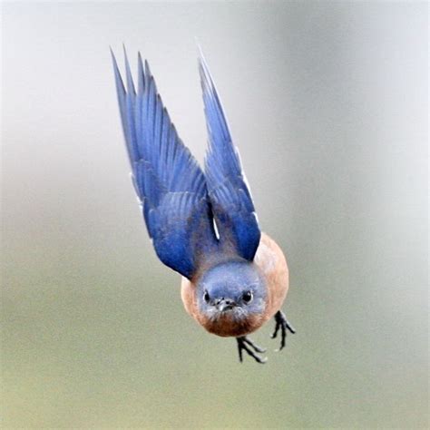 Eastern Bluebirds In Flight Secondcousindave Blue Bird Eastern
