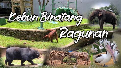 Kebun Binatang Ragunan Jakarta Youtube