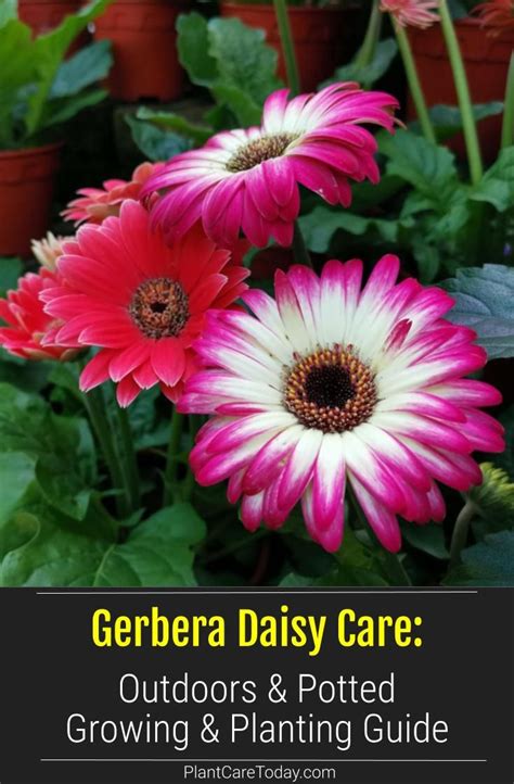 Gerbera Daisies Plant Care Growing Guide