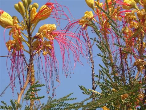 Comunemente noto come gelsomino giallo o gelsomino della carolina, per i fiori gialli dall'odore di gelsomino, il gelsemio o gelsemium sempervirens, è un. Arbustum Monsleonis: Un bellissimo e singolare arbusto ...