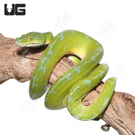 Male Blue Stripe Sorong Green Tree Python 2morelia Viridis For Sale