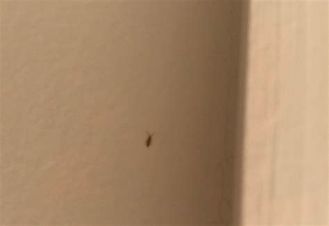 Tiny Bugs In My House Thriftyfun
