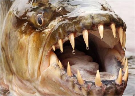 Top Terrifying Killer Fish Funzug Com