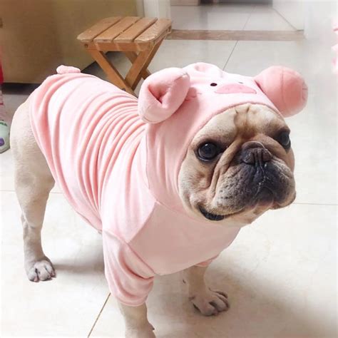 Happy halloween greeting with pumpkins at the night. Pink Piggy Dog Costume Hoodies for Small Dogs | French ...