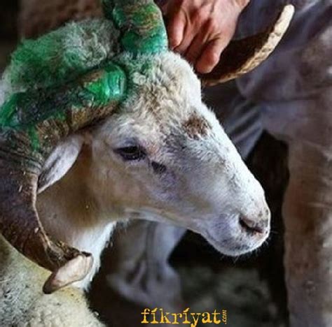 Kurban keserken okunacak dua, kurban bayramı'nda kurban ibadetlerini idrak edecek olan müslümanlar geri gündem kurban keserken okunacak dua: Kurban keserken okunacak dua hangisidir? Kurban duası ...