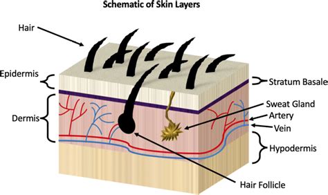 Schematic Of The Major Skin Layers Including The Epidermis Basement